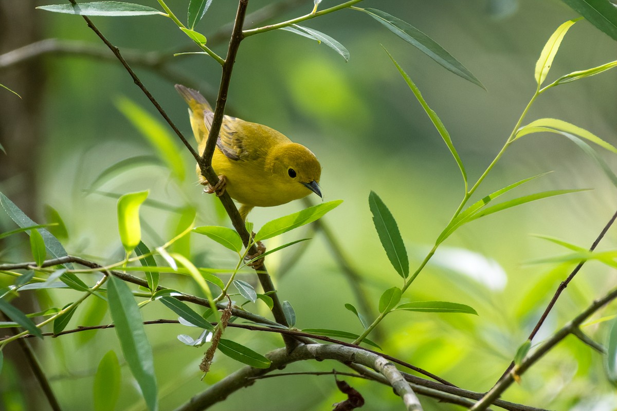 Yellow Warbler (Northern) - ML231505211