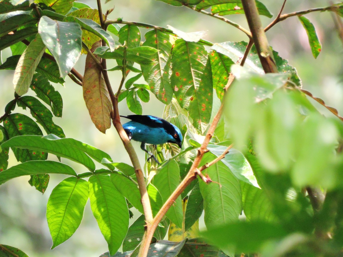 Turquoise Dacnis - ML231508231