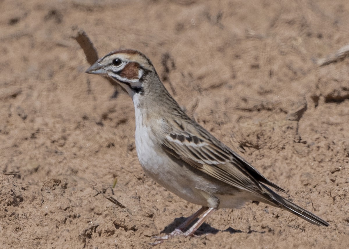 Lark Sparrow - ML231510751