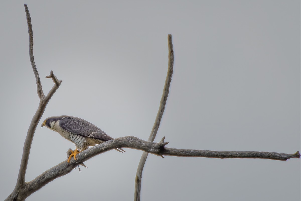 Peregrine Falcon - ML231511911