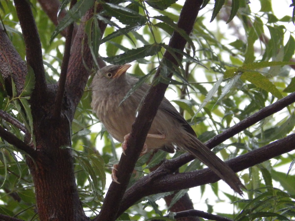 Jungle Babbler - ML231512701