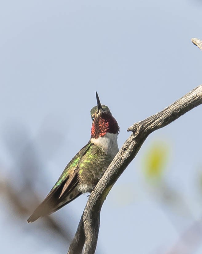 Broad-tailed Hummingbird - ML231514321