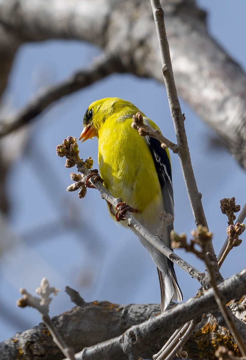 American Goldfinch - ML231514921
