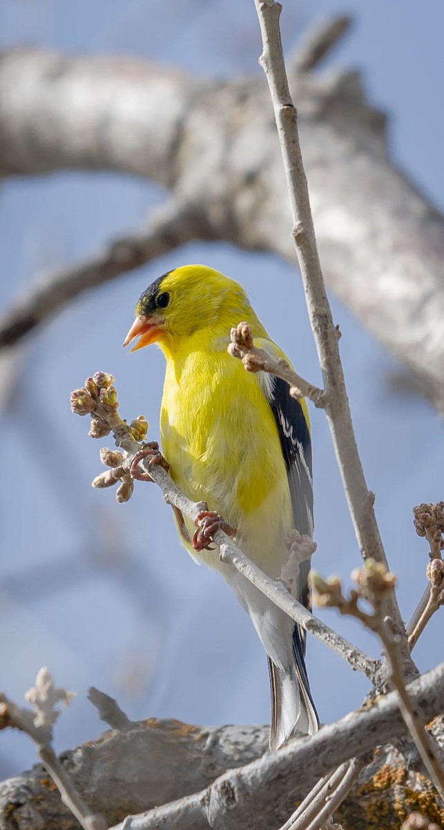American Goldfinch - ML231514981
