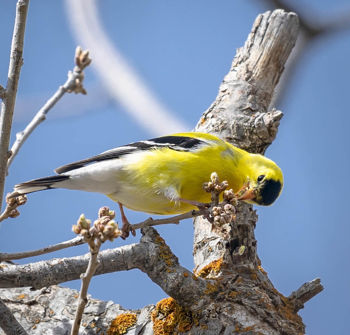 American Goldfinch - ML231515021