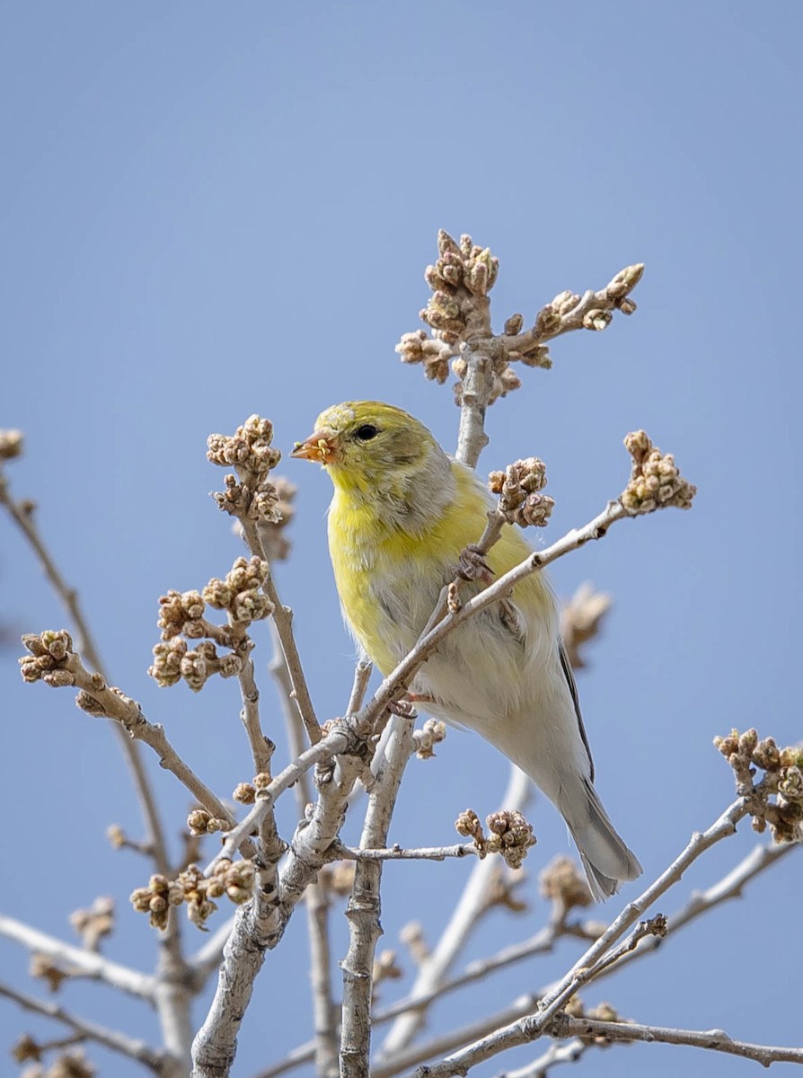 American Goldfinch - ML231515061