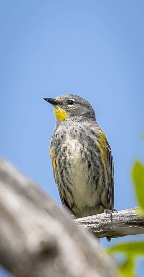 Yellow-rumped Warbler - ML231515371