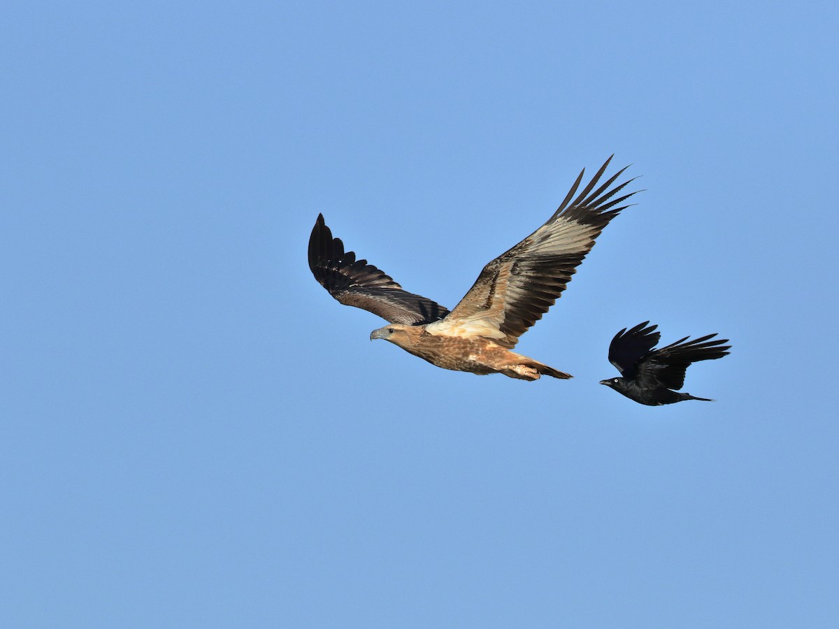 White-bellied Sea-Eagle - ML231515641