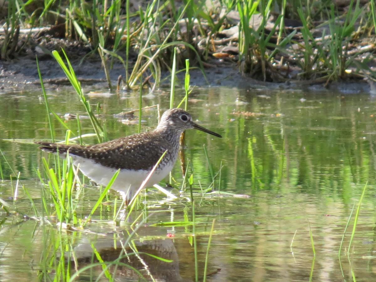 Solitary Sandpiper - ML231517091