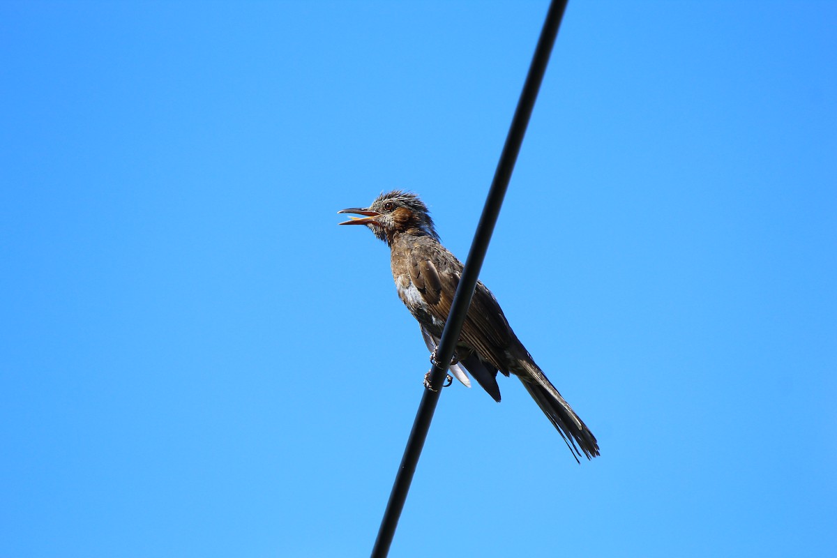 Brown-eared Bulbul - ML231518581