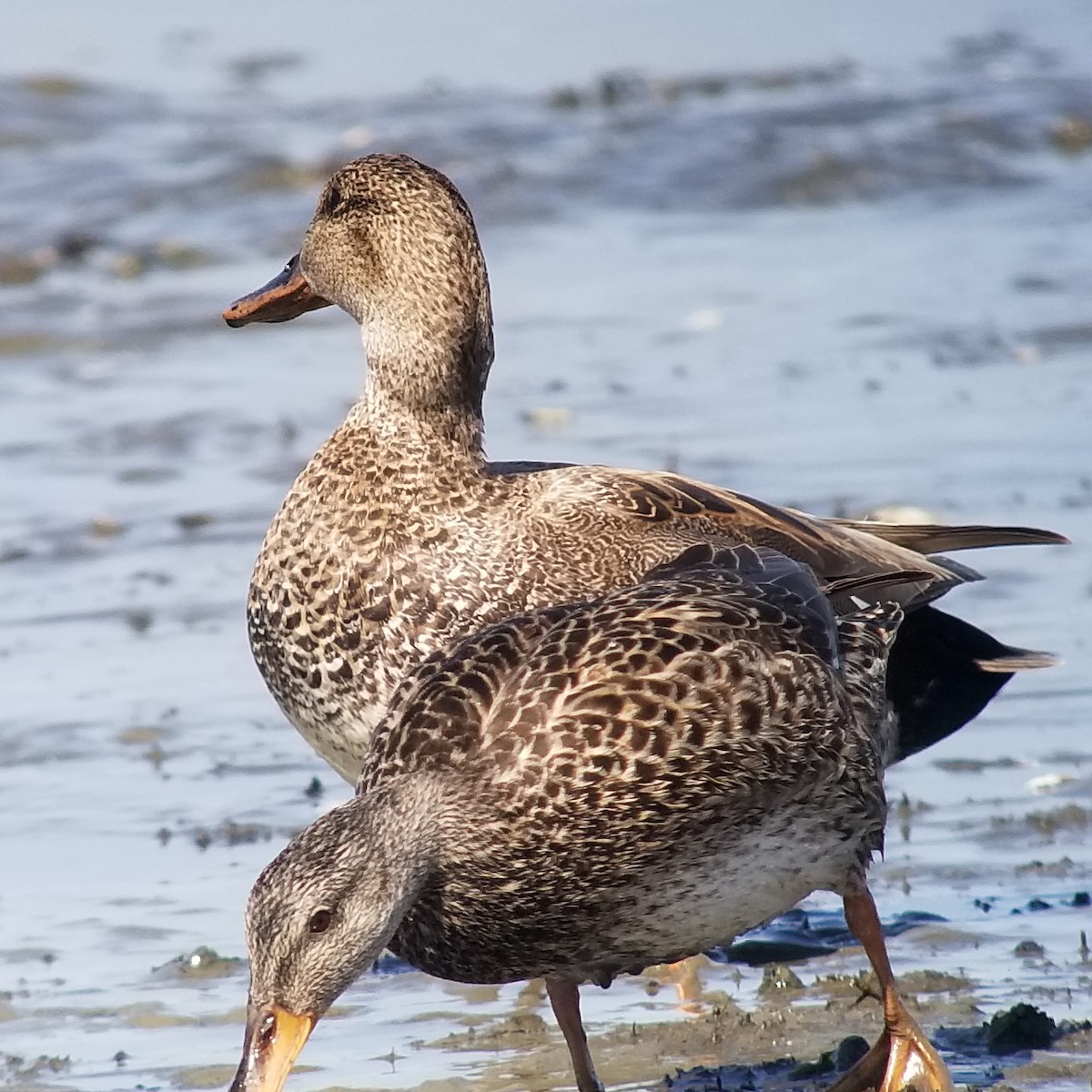 Gadwall - ML231519251