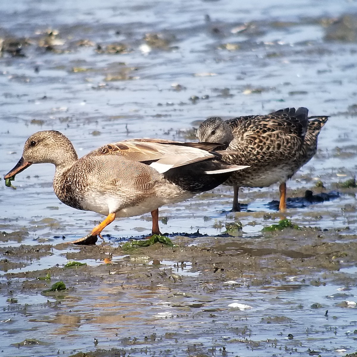 Gadwall - ML231519331