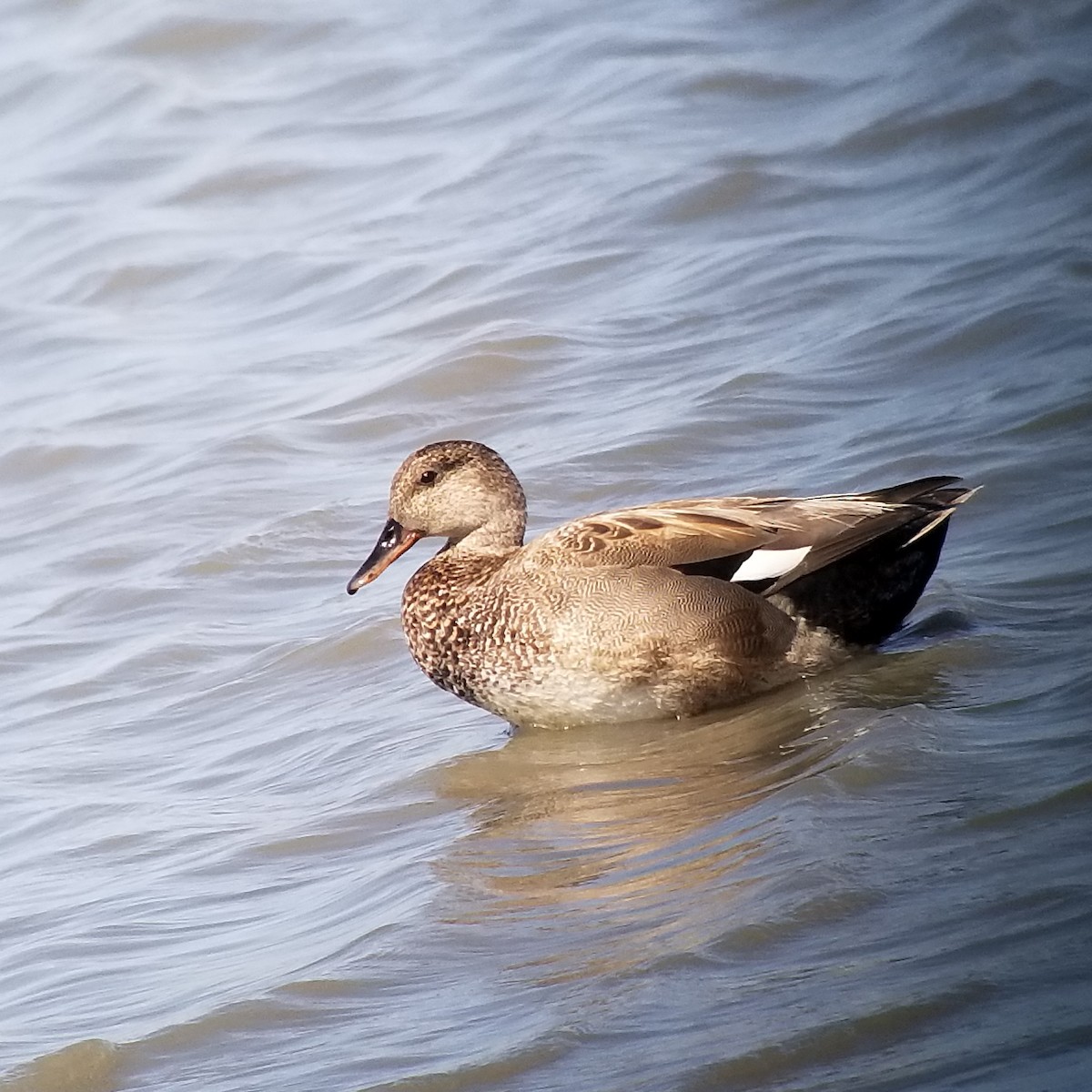 Gadwall - ML231519391