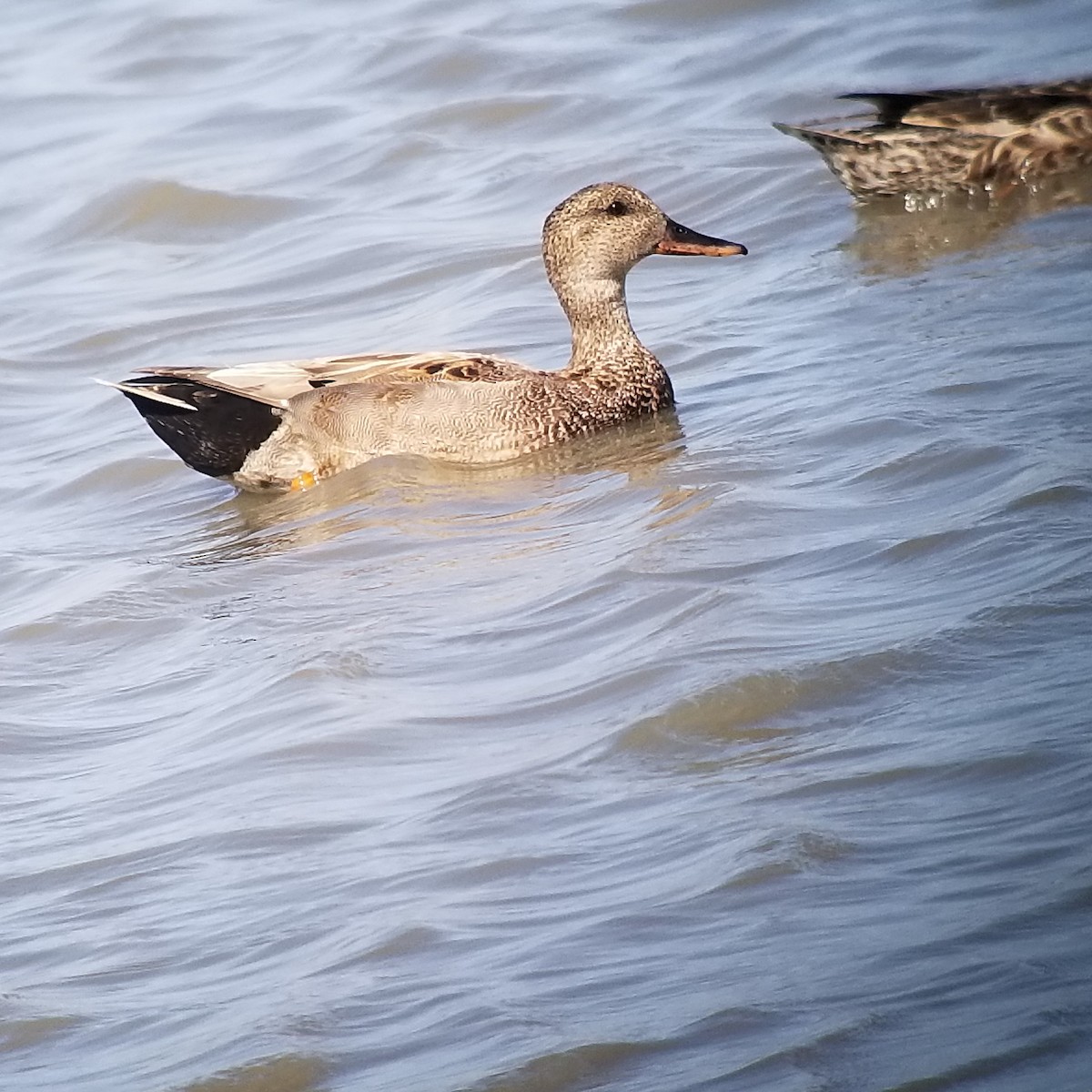 Gadwall - ML231519421