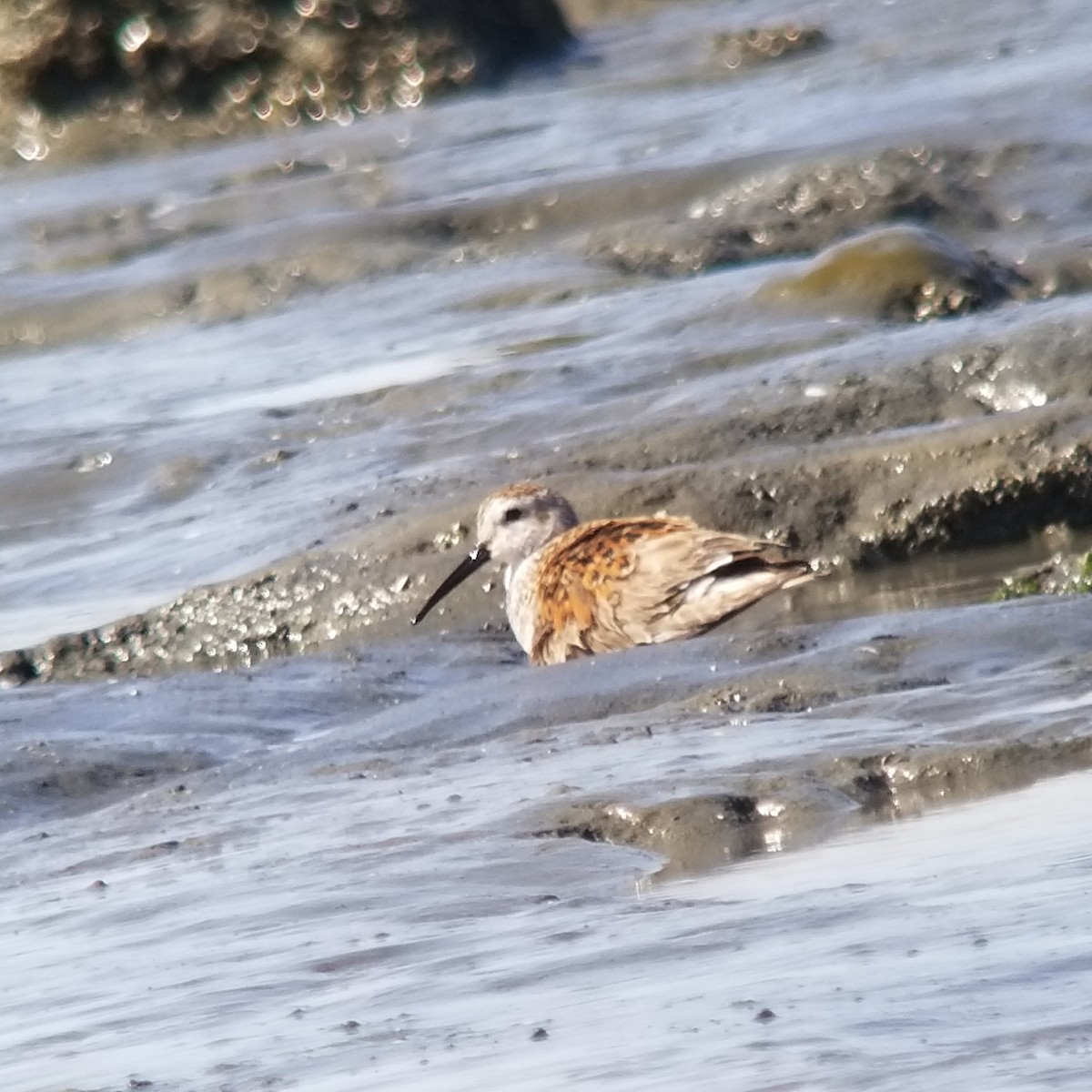 Dunlin - ML231519611