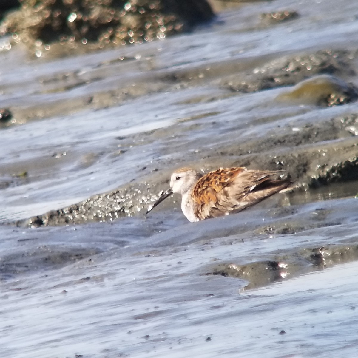 Dunlin - Donald Pendleton