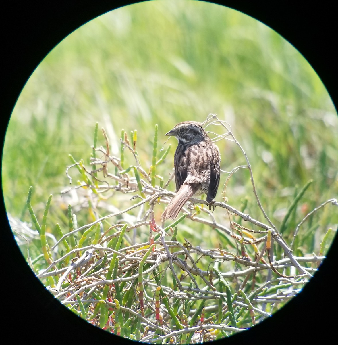 Song Sparrow - ML231519981