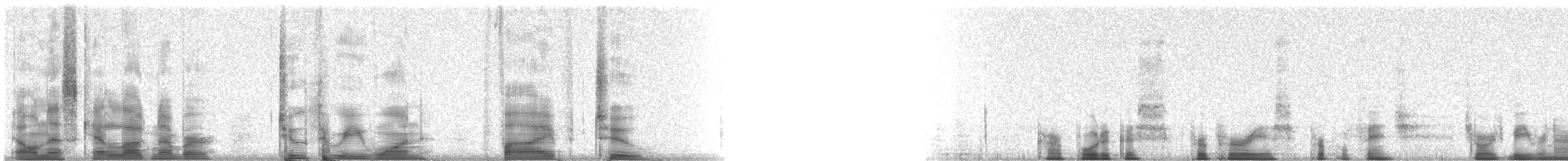 Amerika Çütresi (purpureus) - ML23152