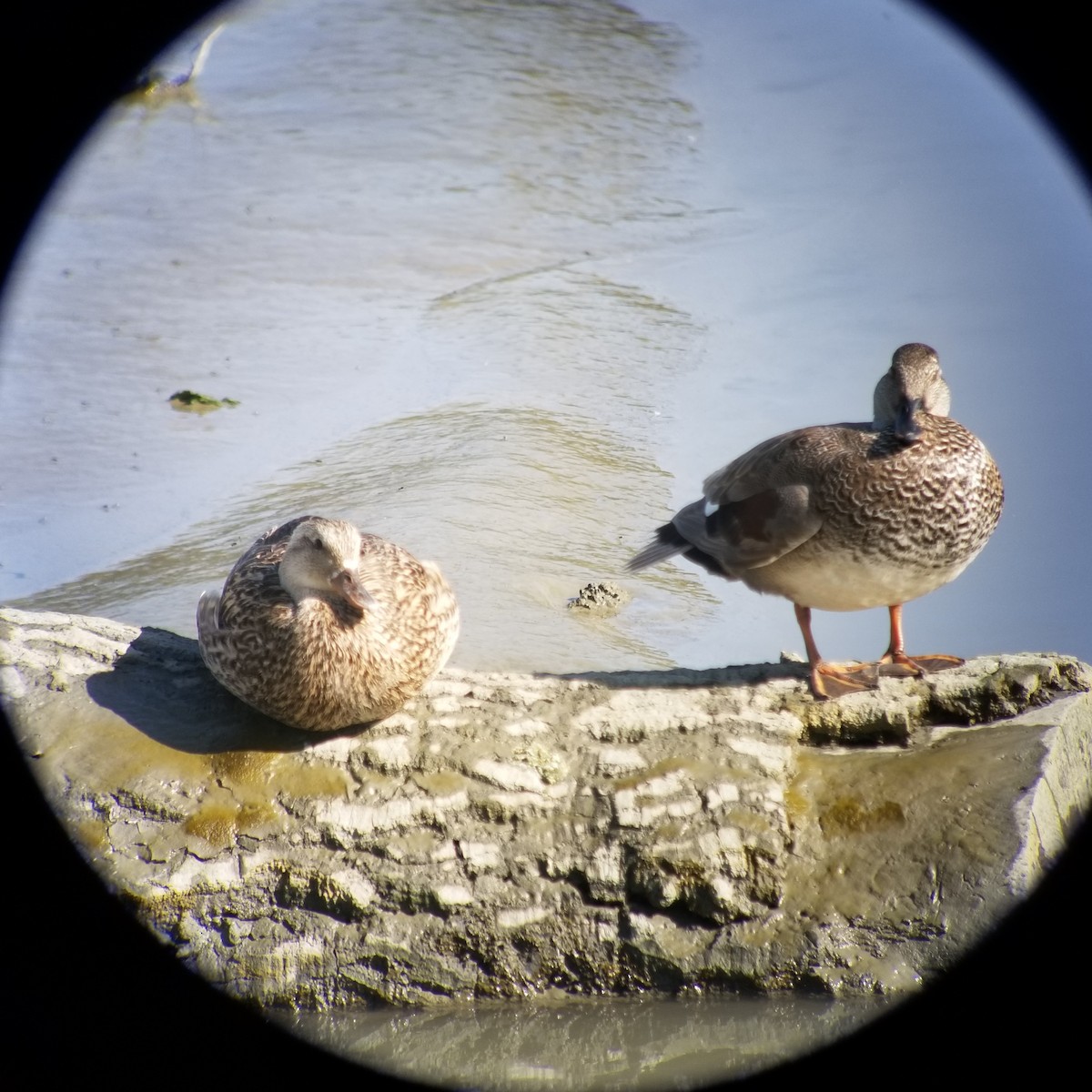 Gadwall - ML231520261