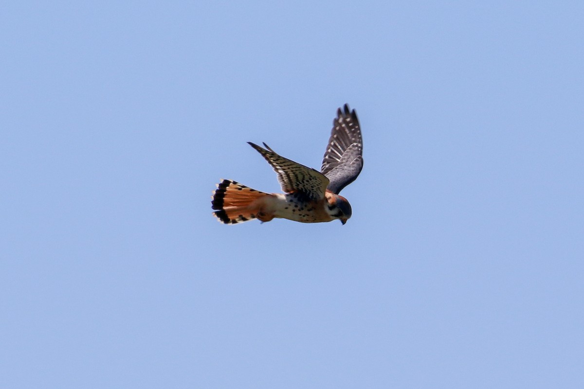 American Kestrel - ML231521431