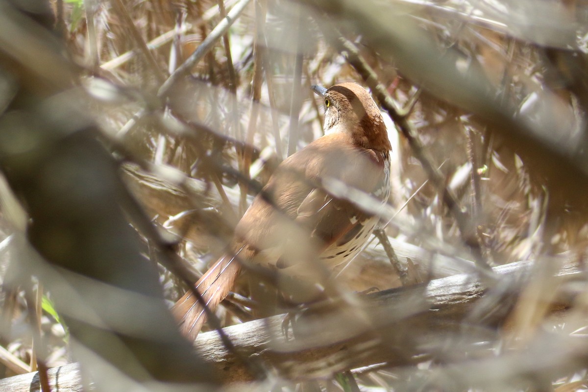 Brown Thrasher - ML231521541