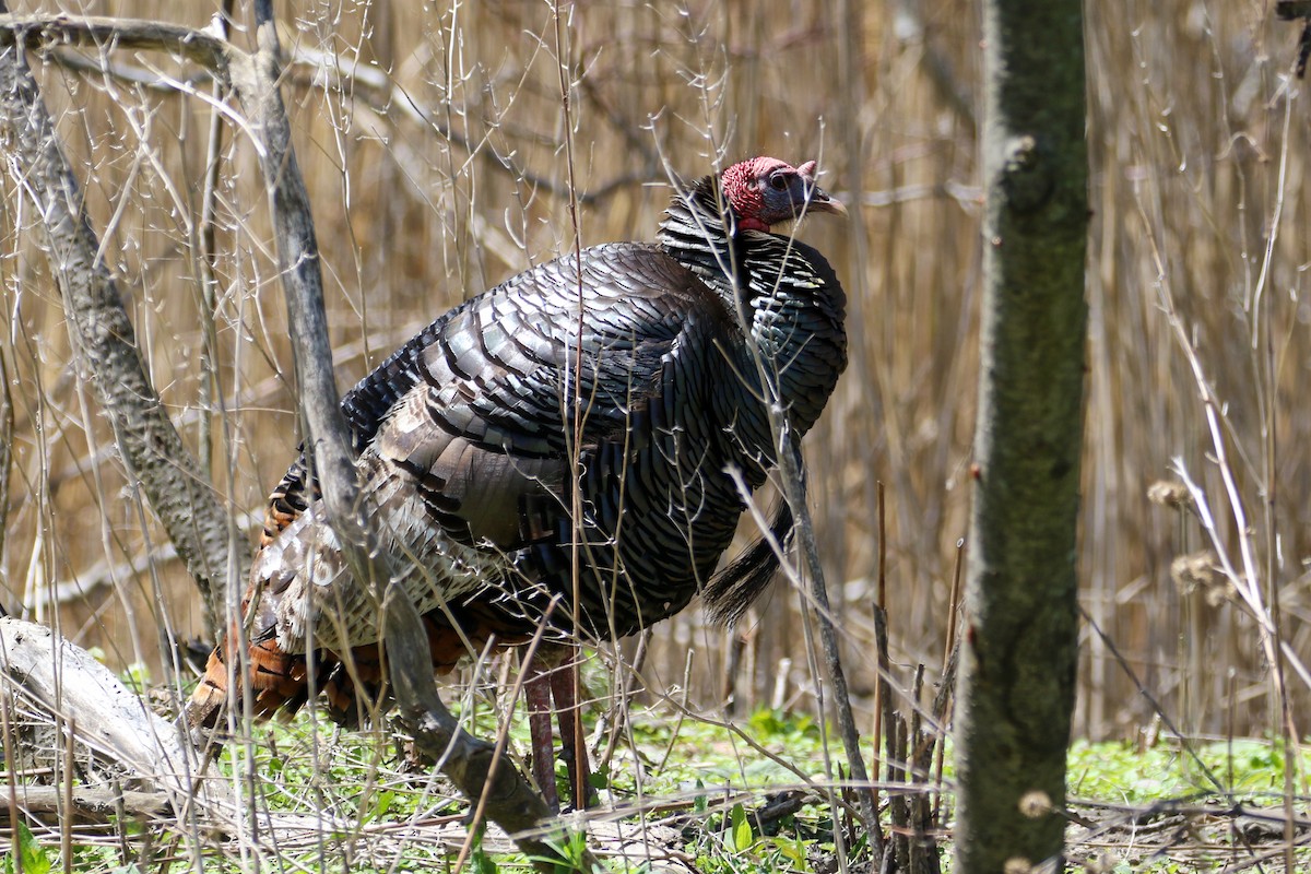 Wild Turkey - ML231521671