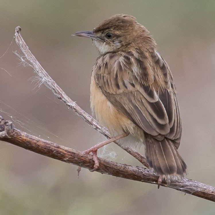 Zitting Cisticola - www.aladdin .st