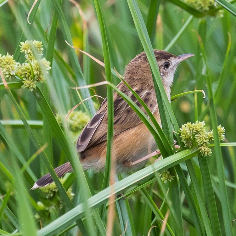 Zitting Cisticola - www.aladdin .st