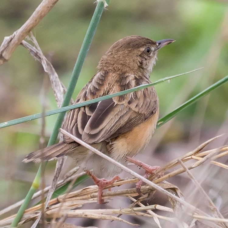 Zitting Cisticola - www.aladdin .st