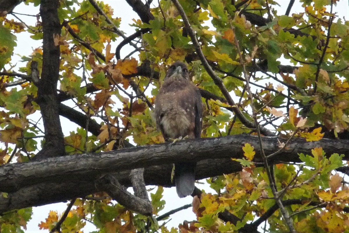 New Zealand Falcon - ML231523271