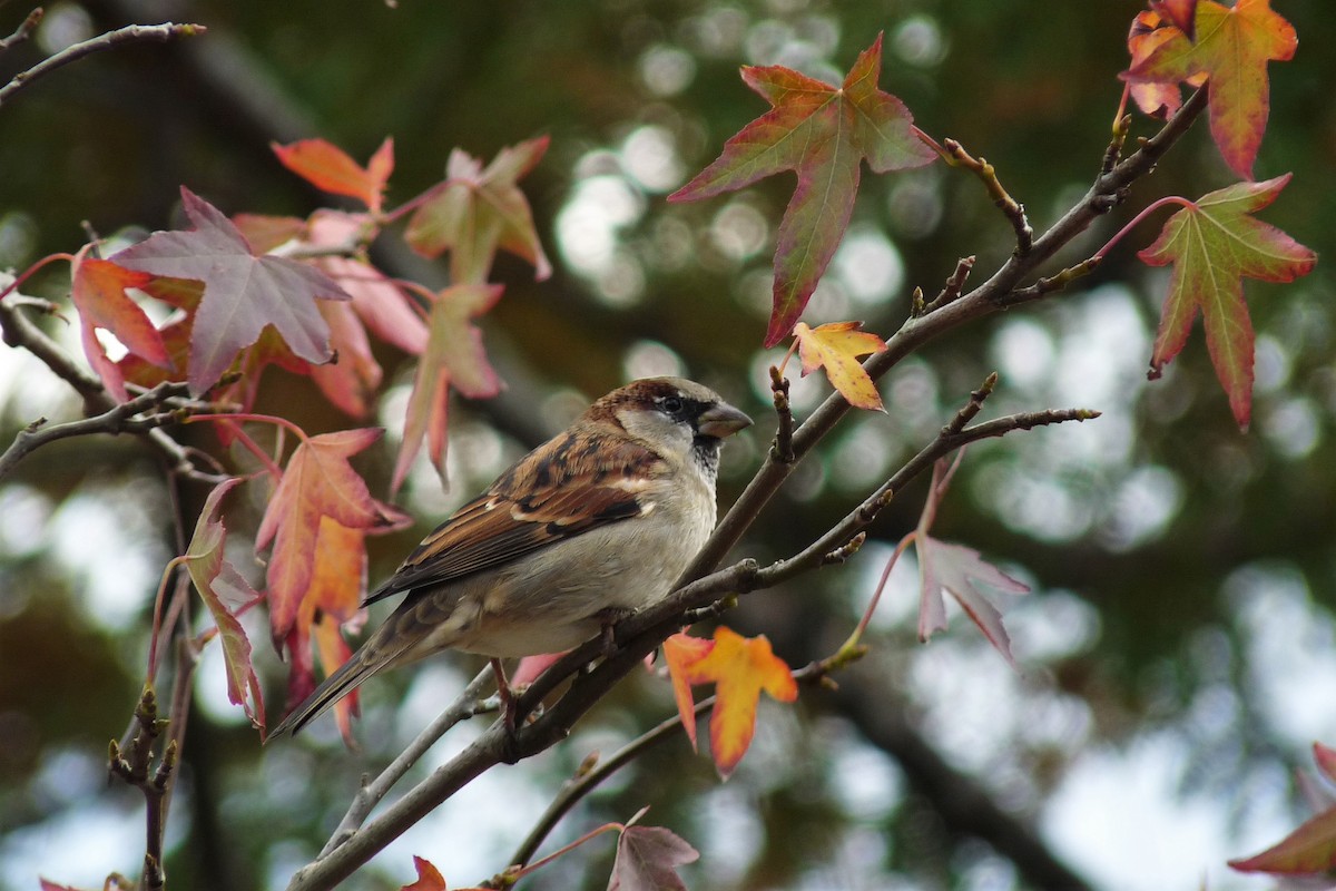 House Sparrow - ML231523951