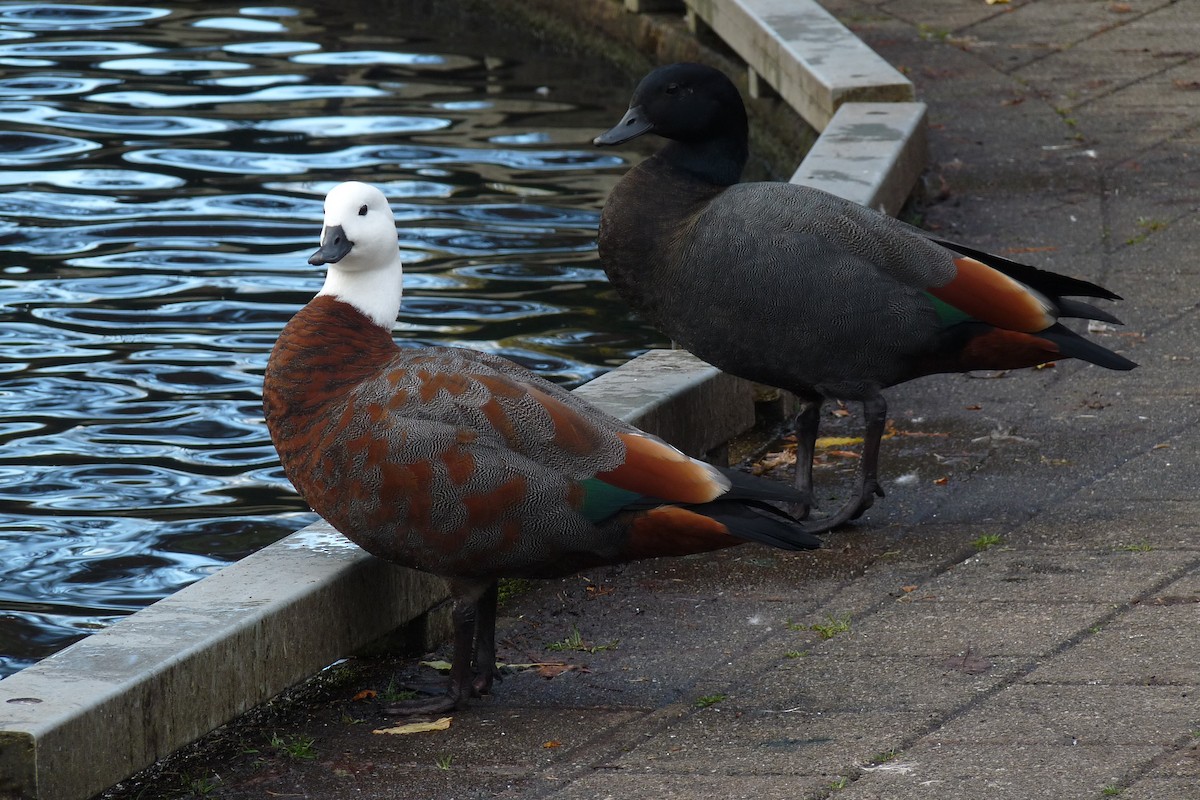 Paradise Shelduck - ML231524731