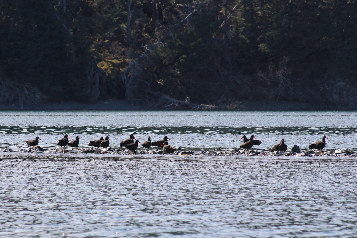 Black Oystercatcher - ML231525841