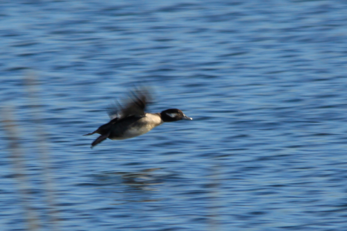 Bufflehead - ML23152621