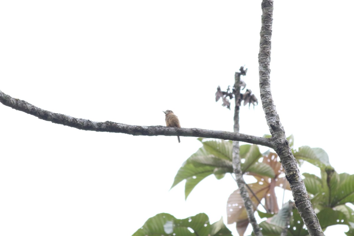 Barred Puffbird - ML231527511