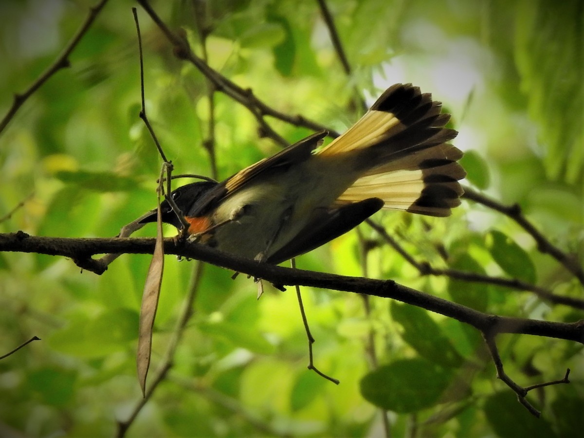 American Redstart - Gabriel Cordón