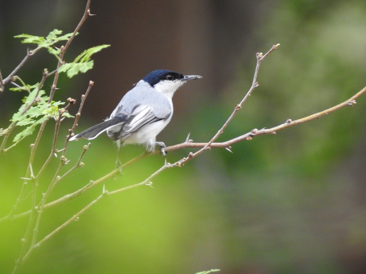 White-lored Gnatcatcher - Gabriel Cordón