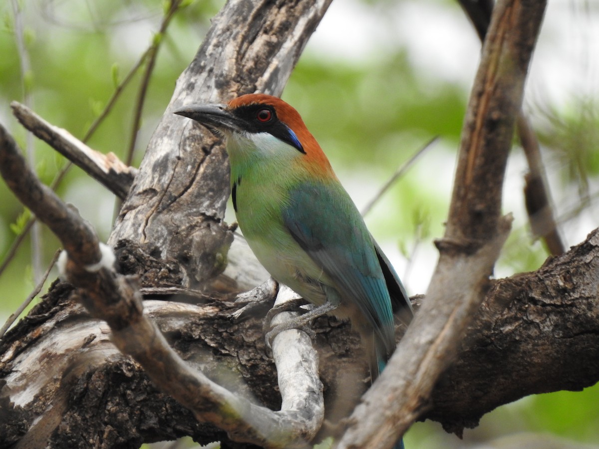 Russet-crowned Motmot - Gabriel Cordón