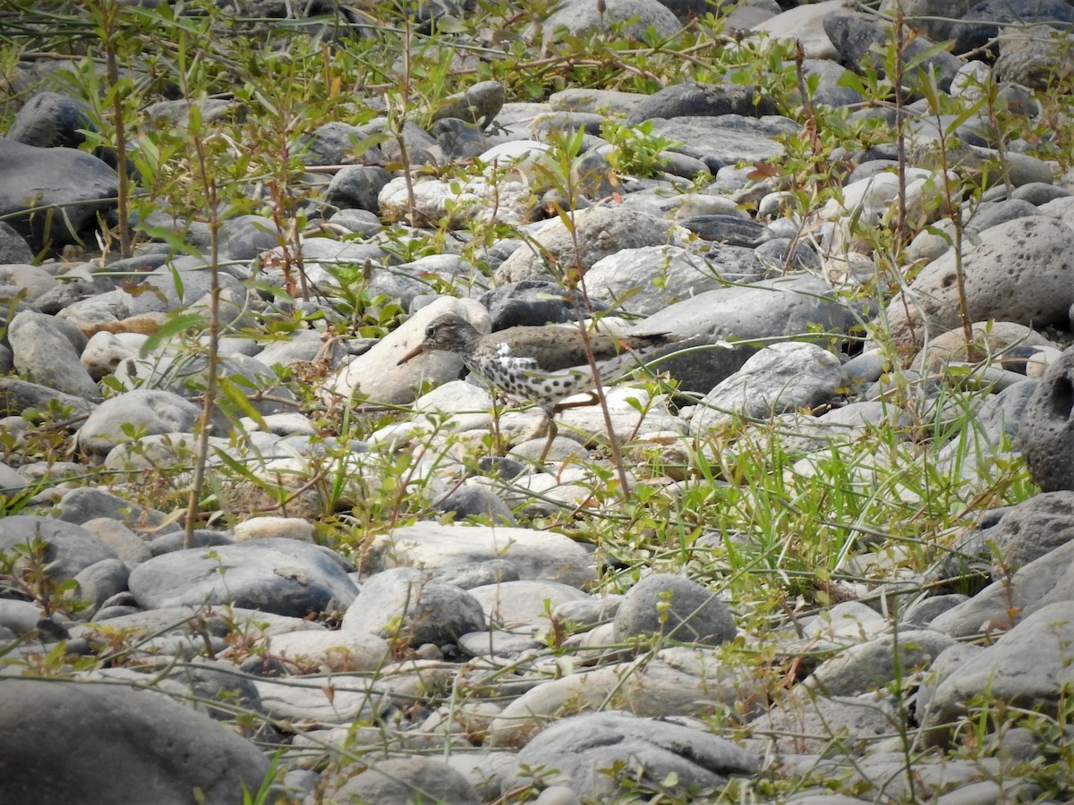 Spotted Sandpiper - Gabriel Cordón