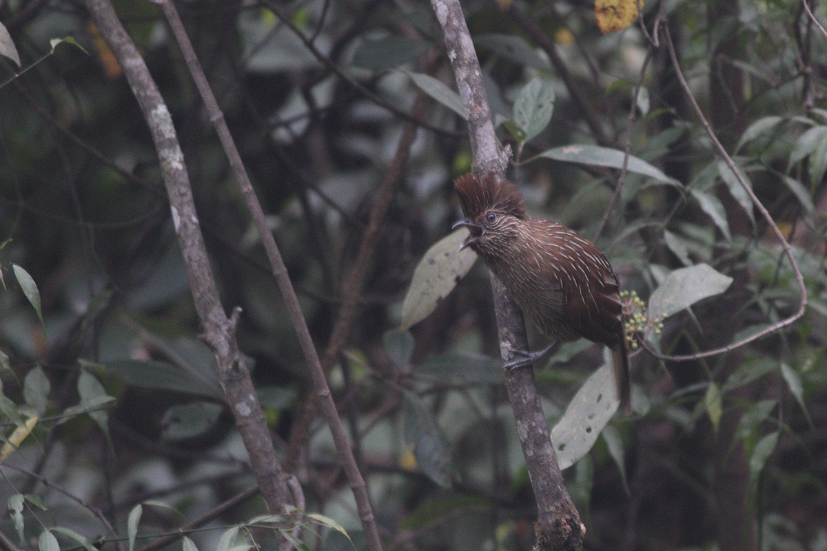 Striated Laughingthrush - Dibyendu Ash