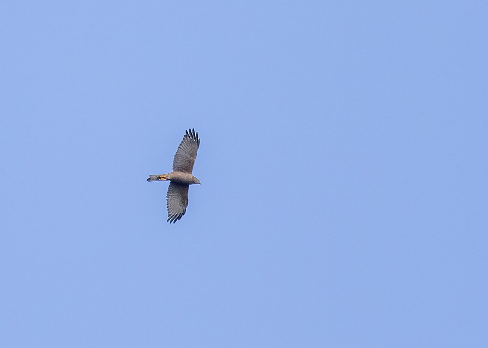 Brown Goshawk - ML231534701