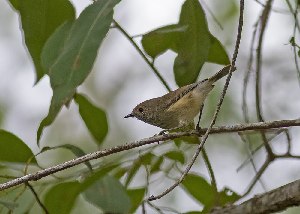 Brown Thornbill - ML231535041