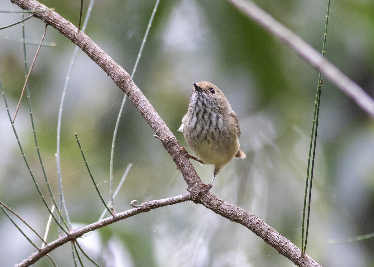 Brown Thornbill - ML231535051