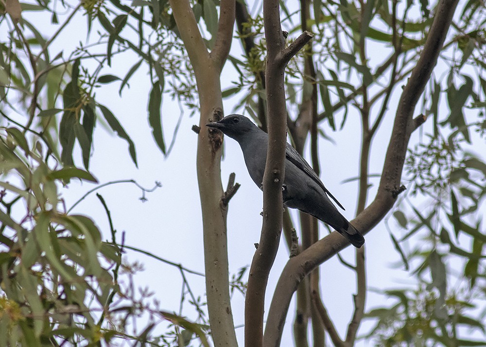 Common Cicadabird - ML231535101