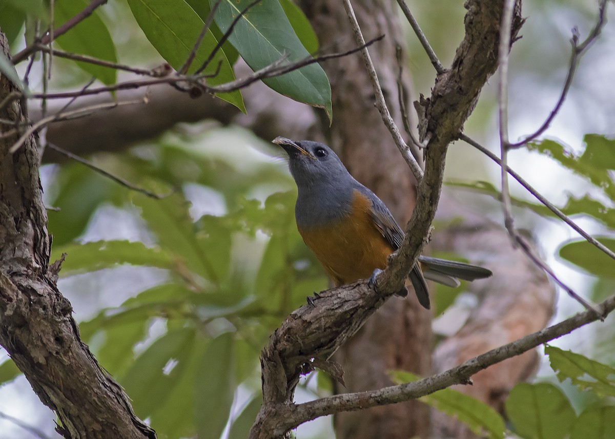 Black-faced Monarch - ML231535181