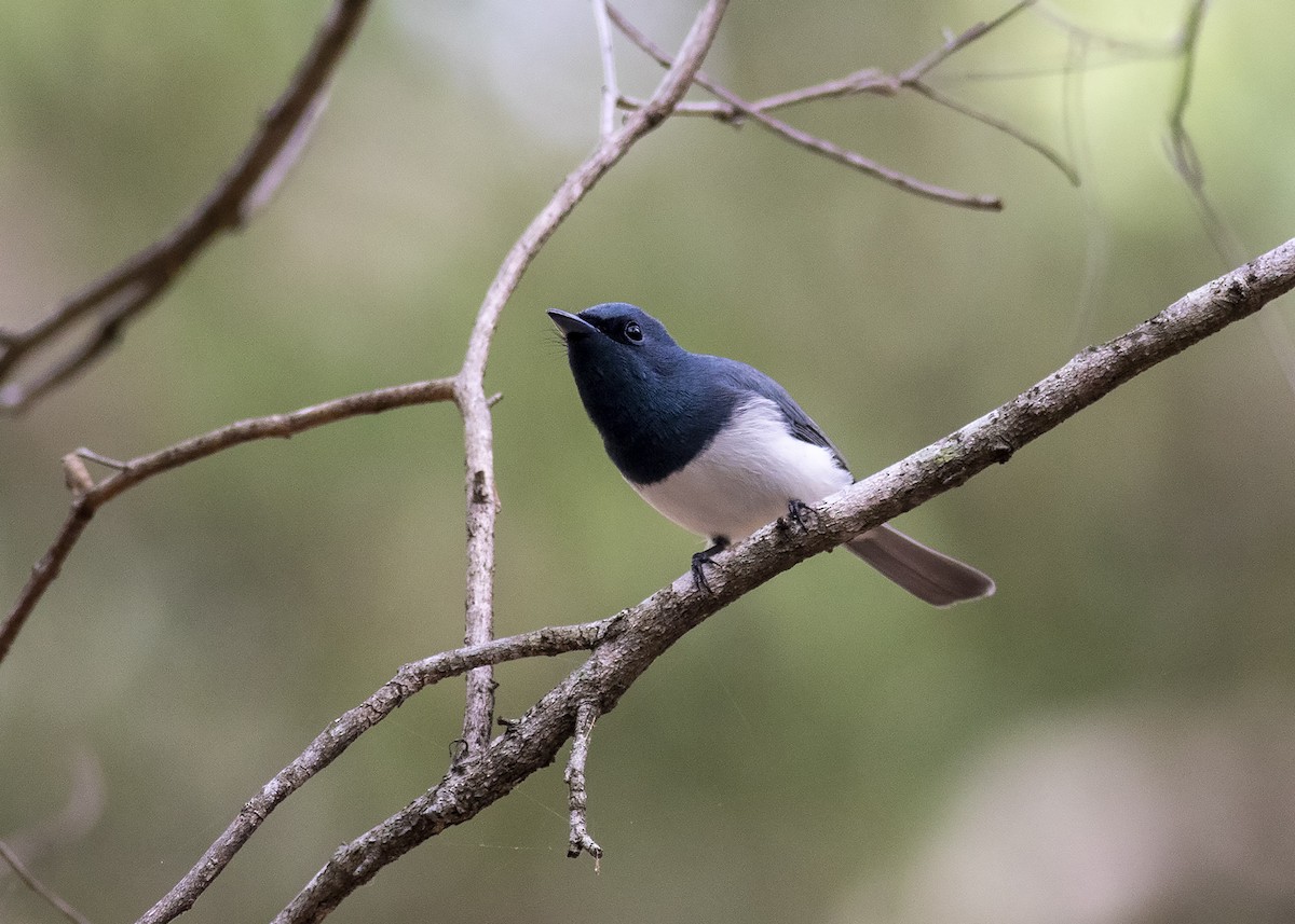 Leaden Flycatcher - ML231535421