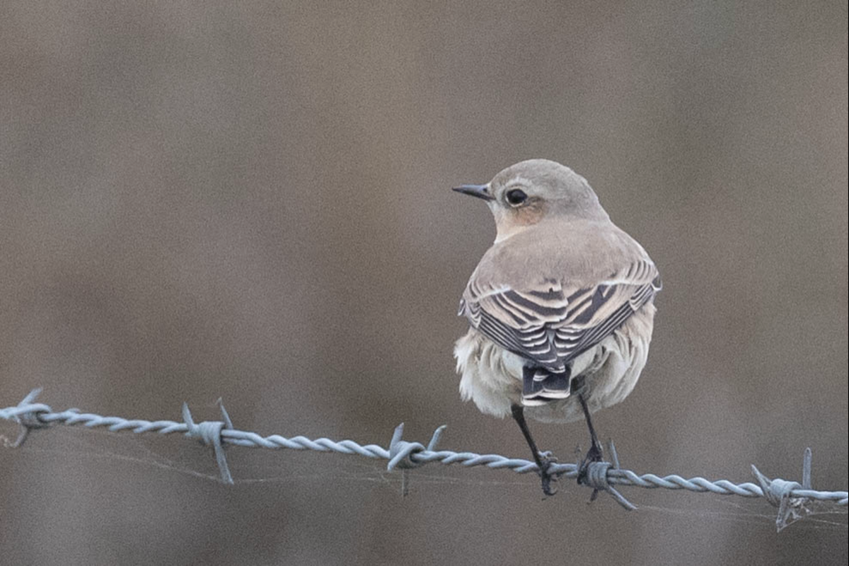 Northern Wheatear - ML231537621