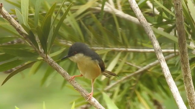 Ashy Prinia - ML231537651