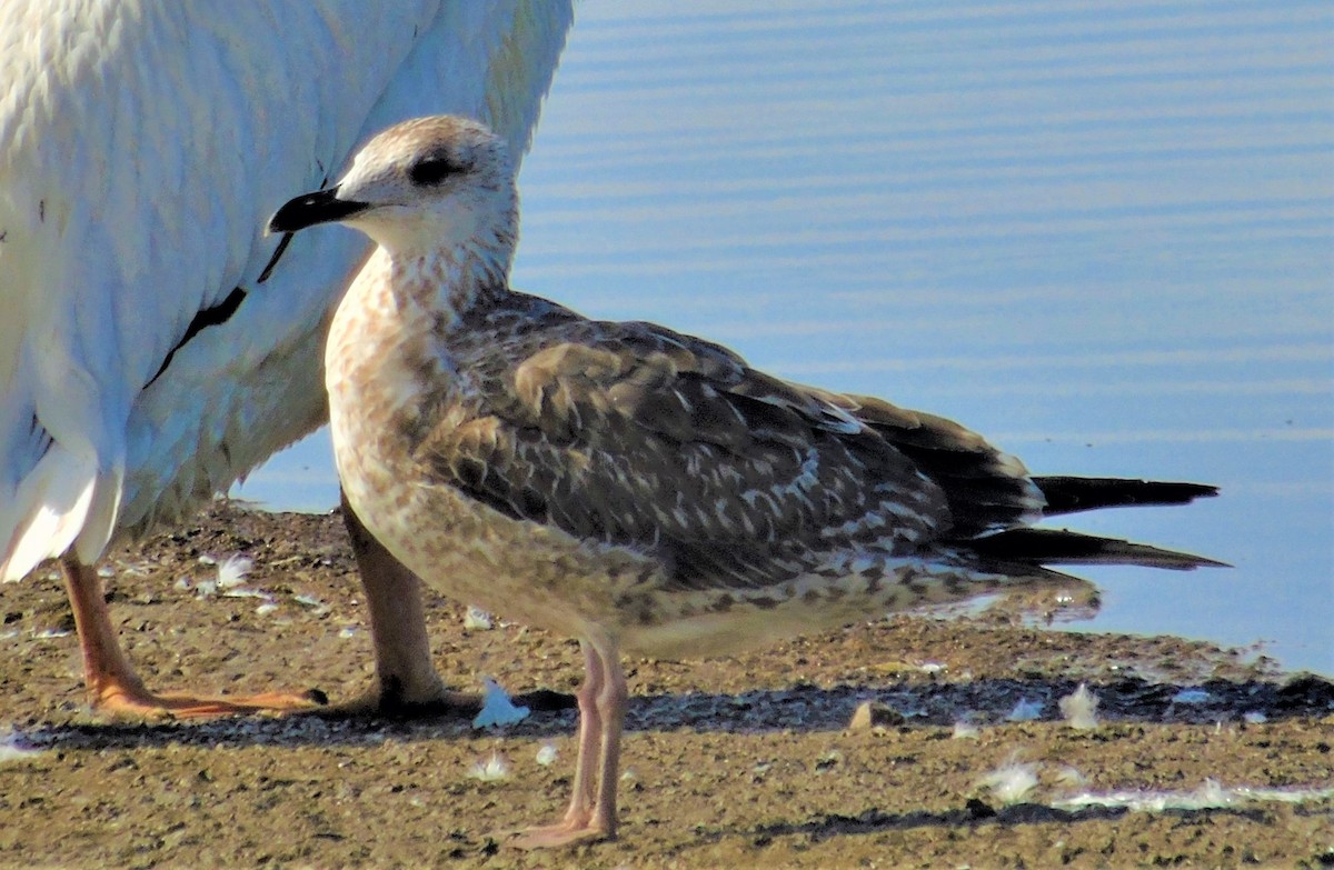 Lesser Black-backed Gull - ML231538081