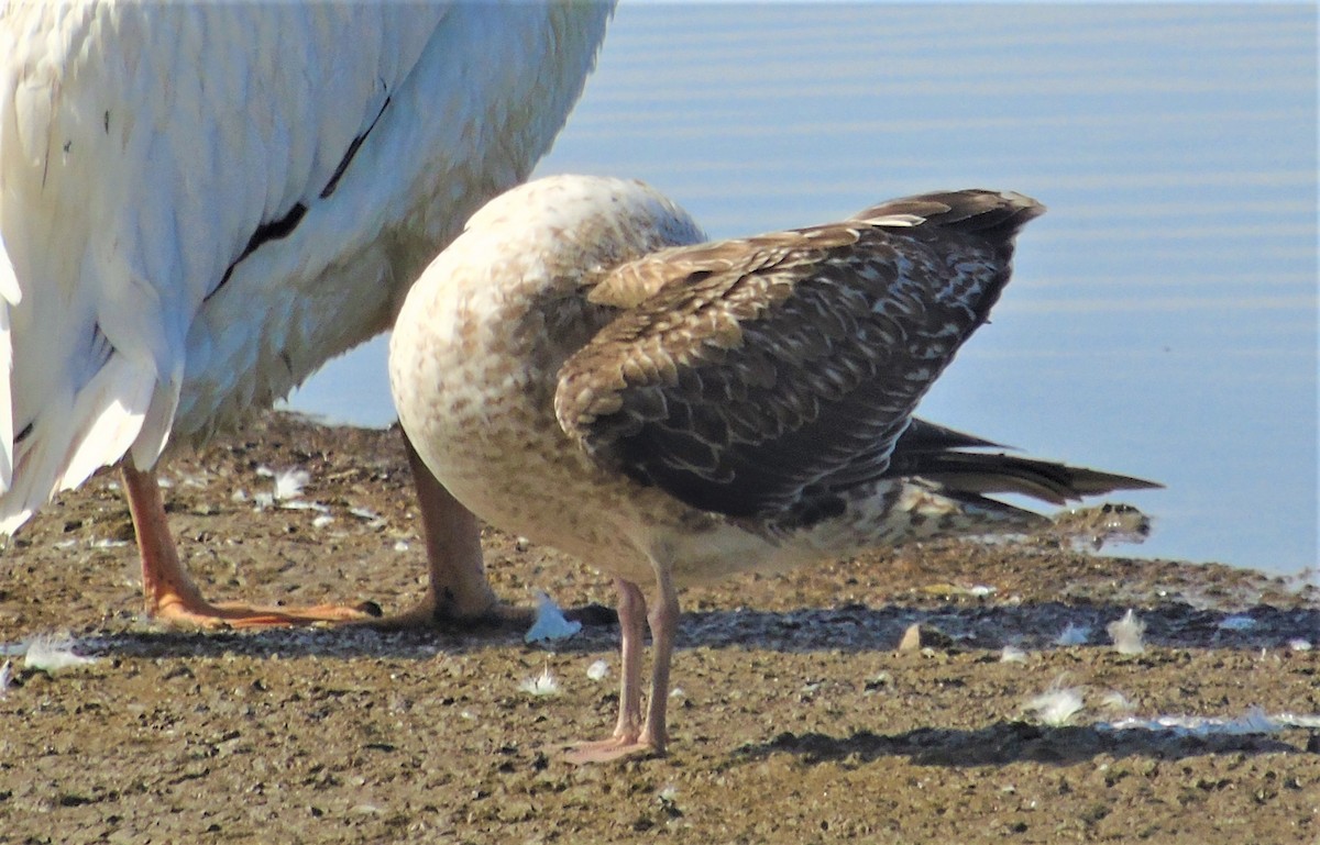 Lesser Black-backed Gull - ML231538111